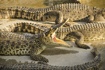 Crocodile with open mouth