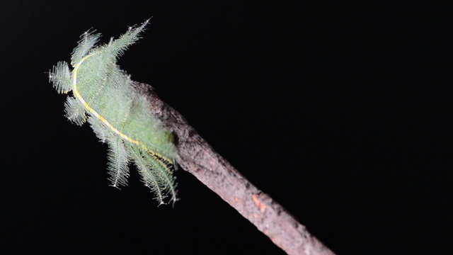 Caterpillar against black background.