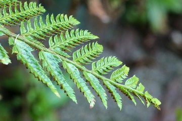 Fern