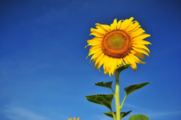 Sunflower with Blue Sky Backgrounds