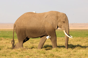 goßer Elefant