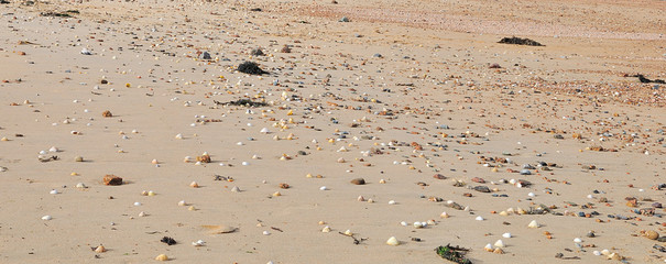 Plage de sable fin avec de nombreux coquillages et des galets