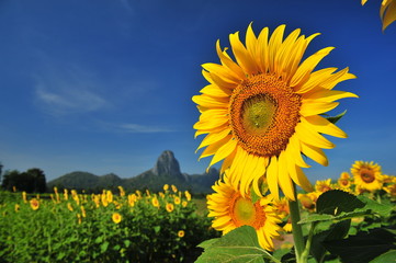 Sunflowers with Blue Sky Backgrounds  - 73753208