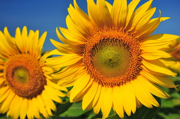 Fototapeta premium Sunflower Heads