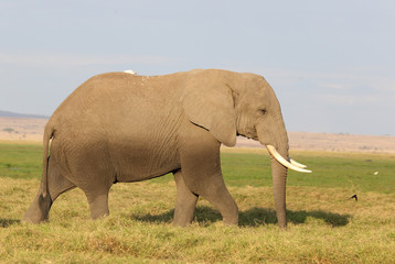 großer Elefant