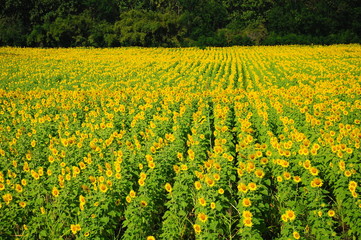 Fototapeta na wymiar Yellow Sunflower Meadows