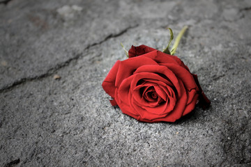 Obraz premium Rosa, Rossa, Fiore, terra
