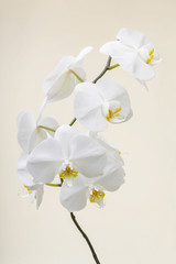 white orchid