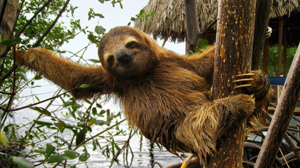 Happy baby sloth