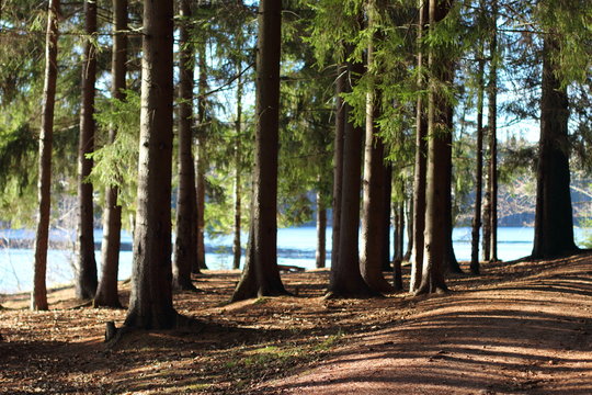 Fototapeta the spruce forest near the lake