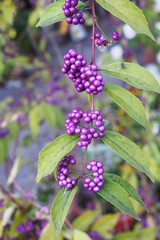 Purple color fruit