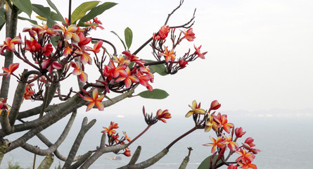 Close up of jasmine flower on a tree against the blue sky