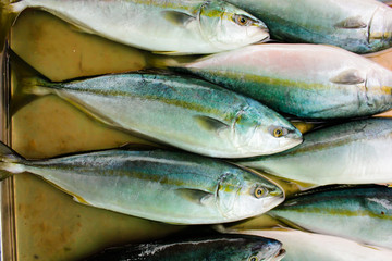fresh sea fish, the fish market