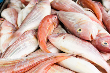 fresh sea fish, the fish market