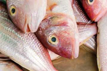 fresh sea fish, the fish market