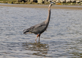 Great Blue heron