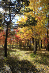 Autumn landscape - mixed forest