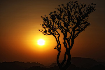 Sunset tree silhouette