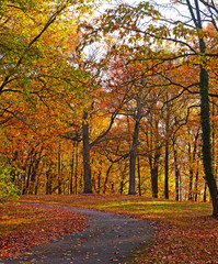 A bike trail along deciduous trees in autumn.
