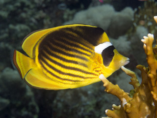 Naklejka na ściany i meble Coral fish Diagonal butterflyfish