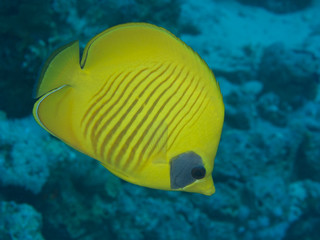 Fototapeta na wymiar Coral fish Mascked butterflyfish