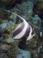 Fototapeta na wymiar Coral fish Schooling butterflyfish