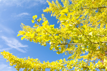 イチョウの黄葉と青空