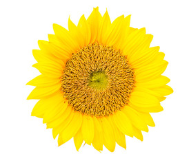 Obraz premium Sunflowers