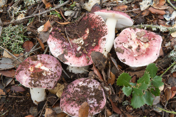 Russula fragilis. Rúsula frágil.