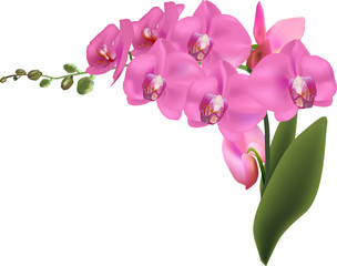 beautiful large pink orchids isolated on white