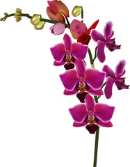 Fototapeta premium pink orchid with light edges isolated on white