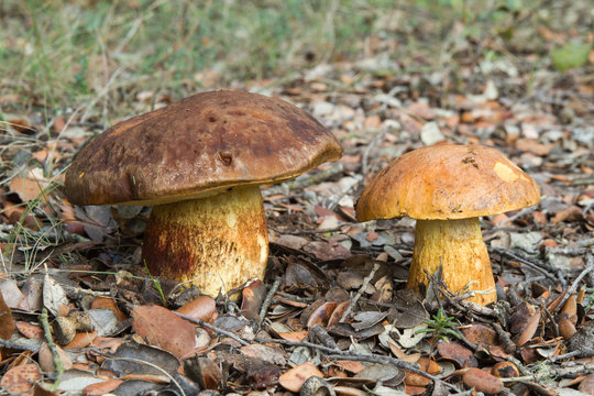 Leccinum lepidum. Boletus l&eacute;pido. Fais&aacute;n de carrasca.
