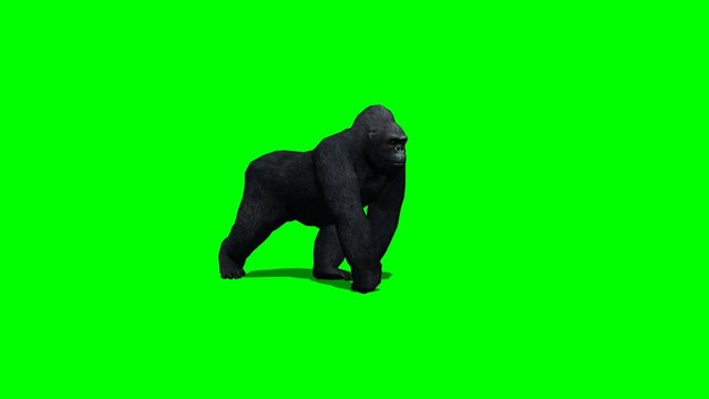 gorilla walks - 2 different views - green screen