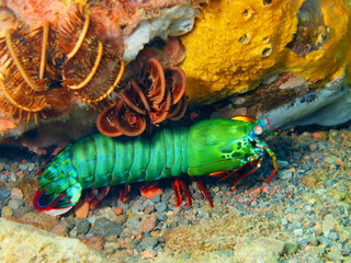 Mantis shrimp, Island Bali, Tulamben