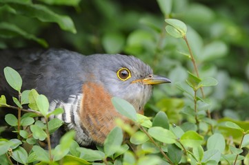  RED CHESTED CUCKOO (Cuculus solitarius) 