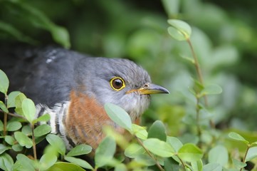  RED CHESTED CUCKOO (Cuculus solitarius) 