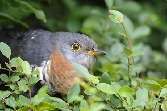  RED CHESTED CUCKOO (Cuculus solitarius) 