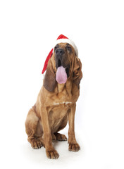 Bloodhound Santa Claus