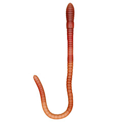 Earthworm