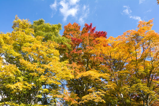 カラフルな葉のオオモミジの木 © varts
