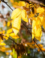 Leaves of Acer negundo
