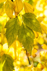Leaves of Acer negundo