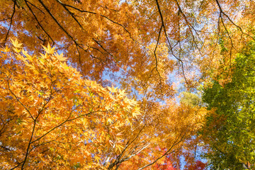 林の中のイロハカエデの黄葉