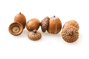 Acorns on a white background