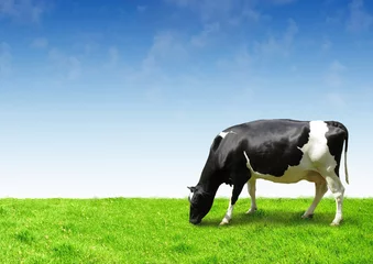 Crédence de cuisine en verre imprimé Vache Vache noire et blanche sur un ciel propre et un champ vert mangeant de l& 39 herbe