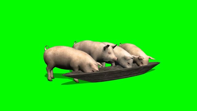 pigs eat from trough - green screen