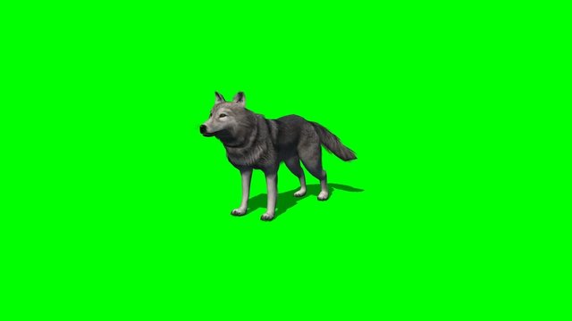 wolf howl - 3 different views - with shadow - green screen