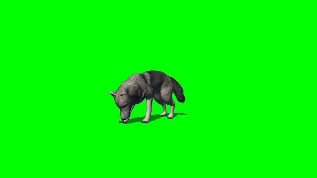 wolf eat - with and without shadow - green screen