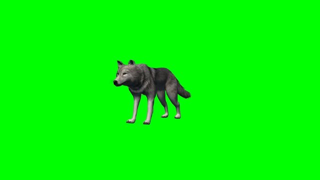 wolf stands and looks around - 4 different views - green screen