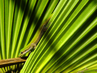 Gecko on leaf